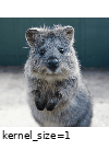 ../_images/averagepooling.gif