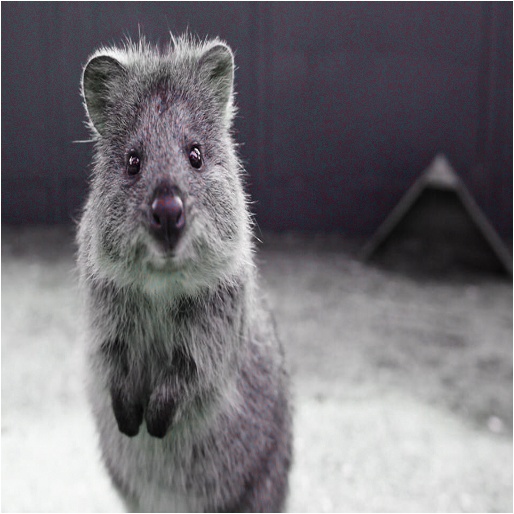 Alpha-blend images pixelwise with grayscale images using a random factor