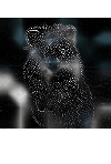 ../_images/blendalphasimplexnoise_with_edgedetect_1_0.gif