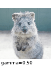 ../_images/gammacontrast.gif