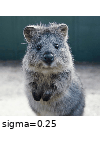 ../_images/gaussianblur.gif