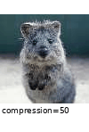 ../_images/jpegcompression.gif