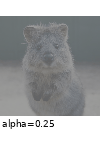 ../_images/linearcontrast.gif
