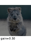 ../_images/logcontrast.gif