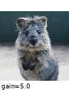 ../_images/sigmoidcontrast_cutoff_0_5.gif