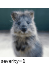 ../_images/zoomblur.gif